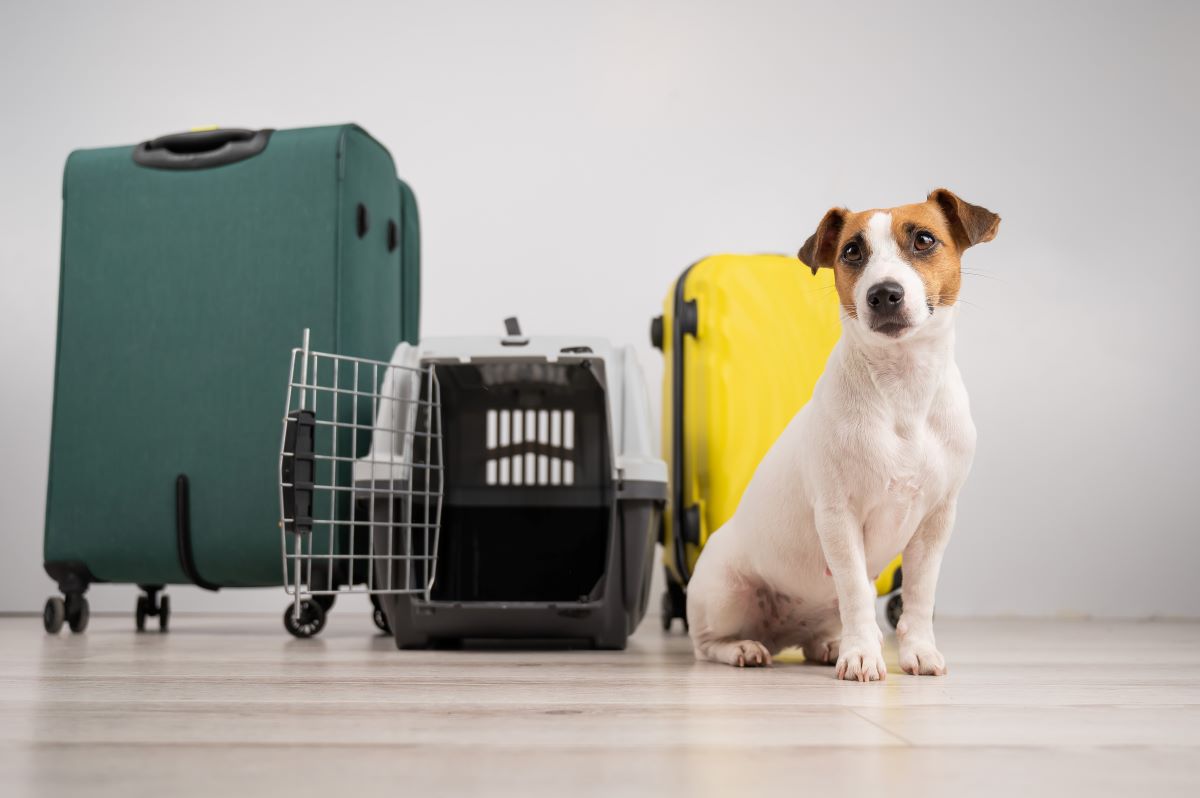 ペット同伴のプライベートジェットで快適な空の旅を！注意点や必要な準備を紹介
